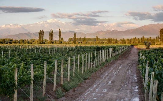 Bodega Cielo y Tierra