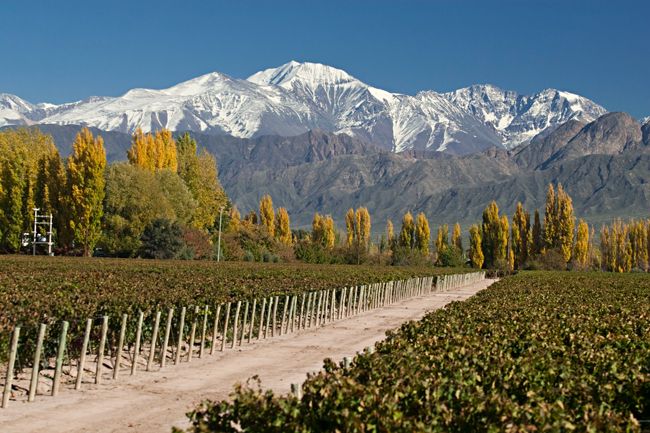 Argentina, el marco ideal para la creación de los grandes vinos del nuevo mundo