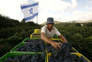 Israel: el vino en tierra de profetas