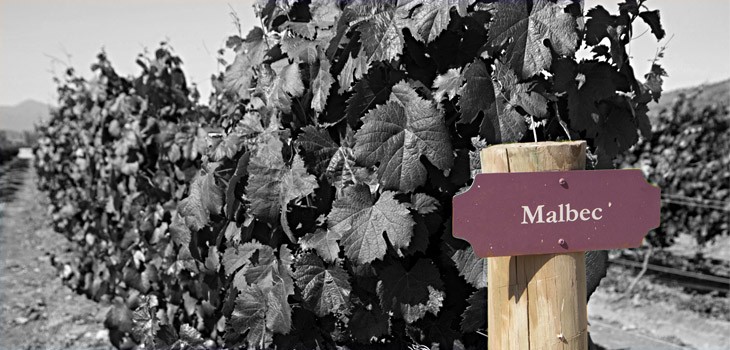 Malbec: la guía definitiva sobre el clásico vino argentino