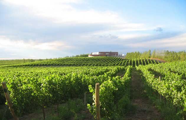 La Patagonia potencia su vitivinicultura