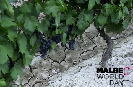 El seleccionado argentino de Malbec