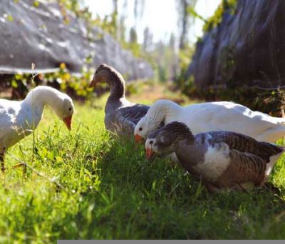 Biodinamia y Enoturismo: un proyecto único