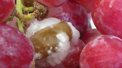 Botrytis: el hongo mágico de la guarda