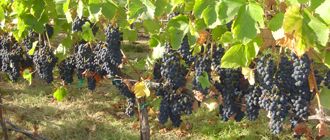 El Cabernet Sauvignon contraataca