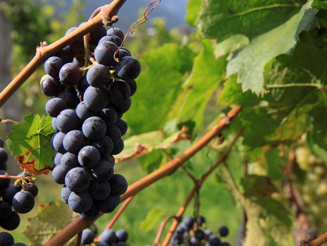 Qué está pasando con el Cabernet Franc entre la prensa internacional