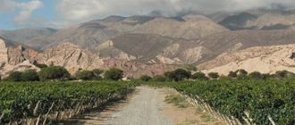 "La gente empieza a ver el potencial de los vinos de Salta"