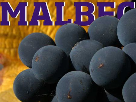 El Malbec explicado en cifras