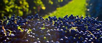 Mendoza: grandes vinos, productores chicos