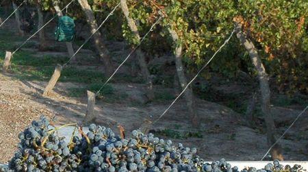 Mendoza lidera la superficie cultivada con Malbec