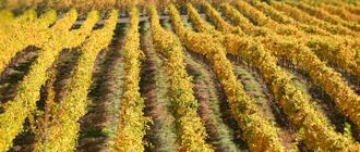 Tendencia: regionalización del vino argentino