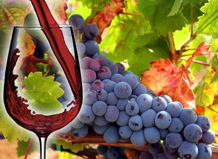 Tempranillo: todas las claves para conocer y disfrutar a fondo esta variedad