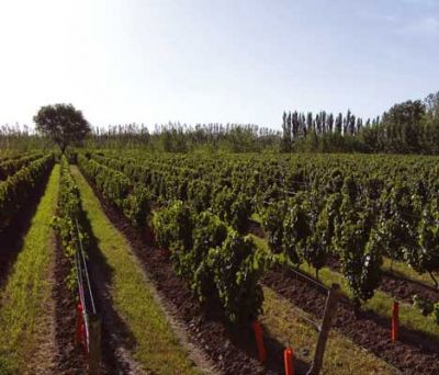 Terruño argentino de la semana: pasión que nace en el paisaje