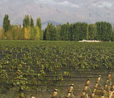 Terruño argentino de la semana: Mendoza de Altura