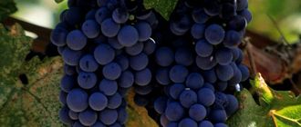 Tasting Cabernet Sauvignon: Top Ten