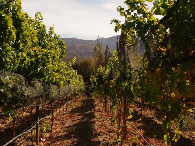 Nuevo lanzamiento de la Bodega Tukma: Tukma Gran Corte