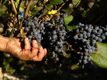 Vendimia 2012: por el clima, la Argentina contará con menos uva para vinificar