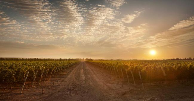 Vinos de Terroir, un futuro prometedor para los ejemplares argentinos