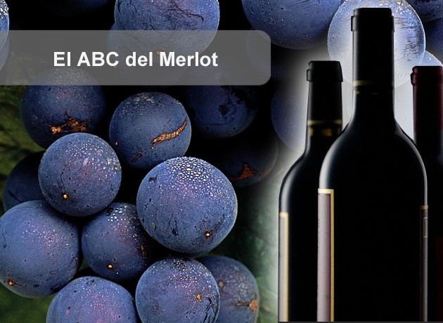 El ABC del Merlot: 10 claves para conocer a fondo las cualidades de esta variedad