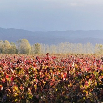 Ojo de Vino | Dieter Meier