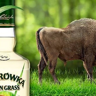 Zubrowka