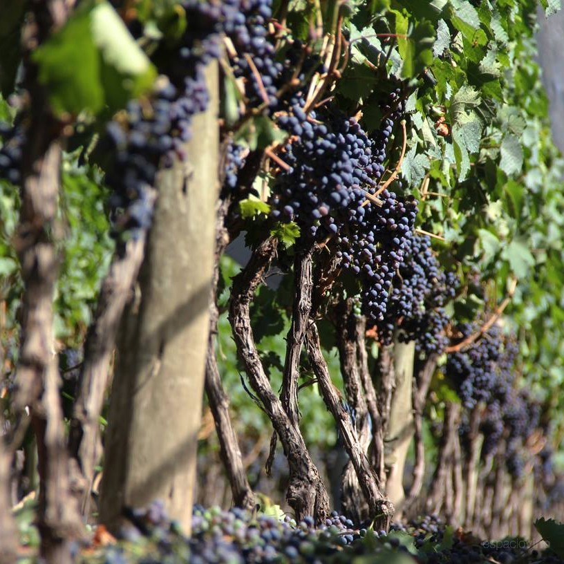 Familia Zuccardi