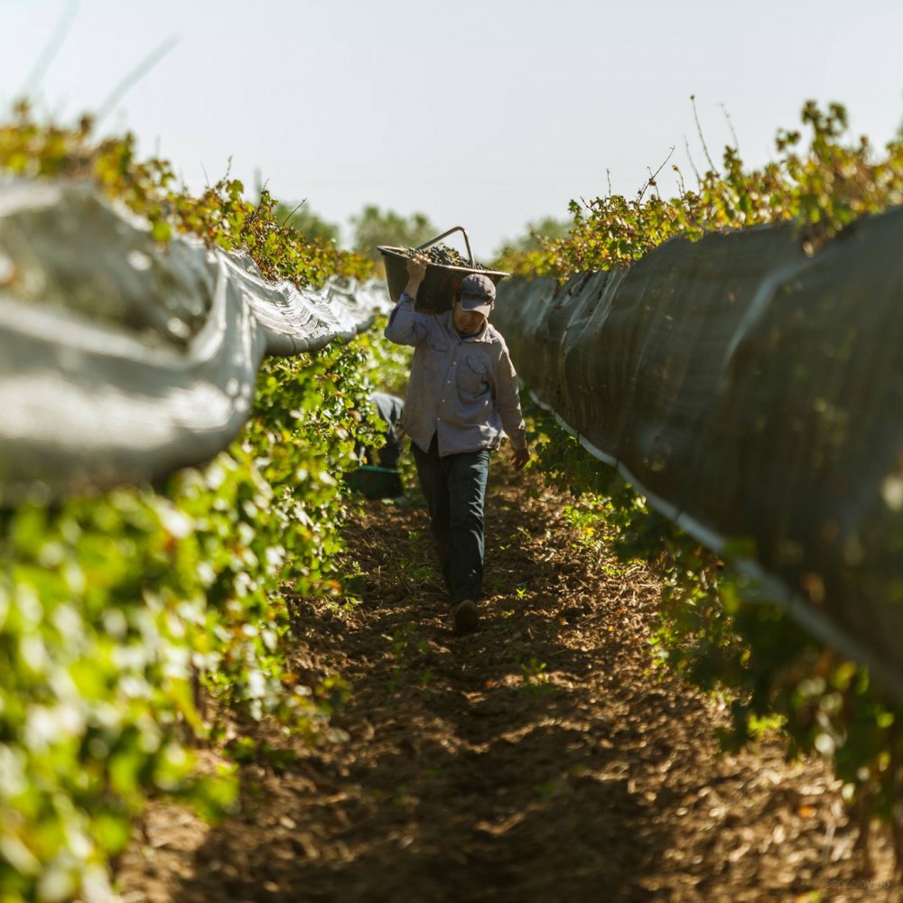 Durigutti Family Winemakers