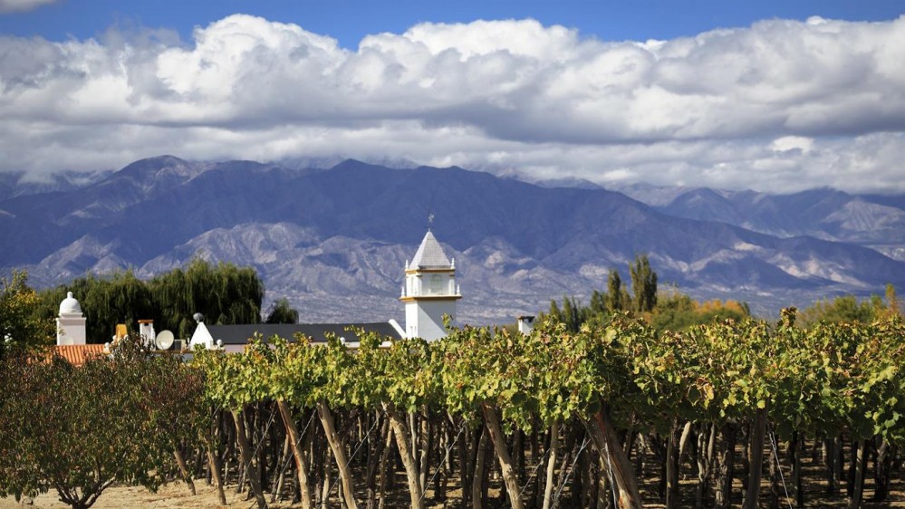 Old vines: vinos para descubrir la historia de la viticultura argentina