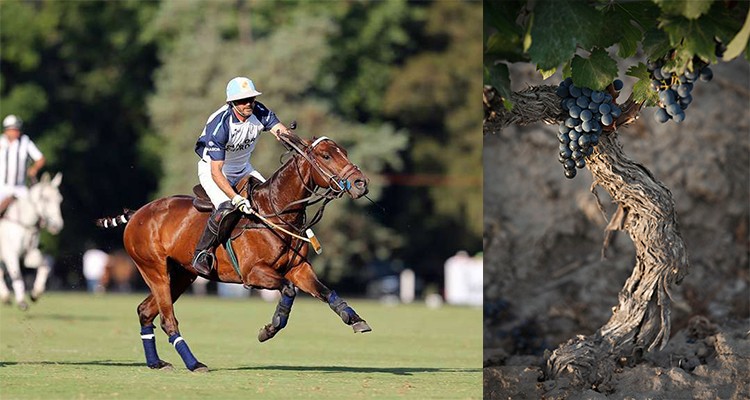 El Malbec es como el Polo