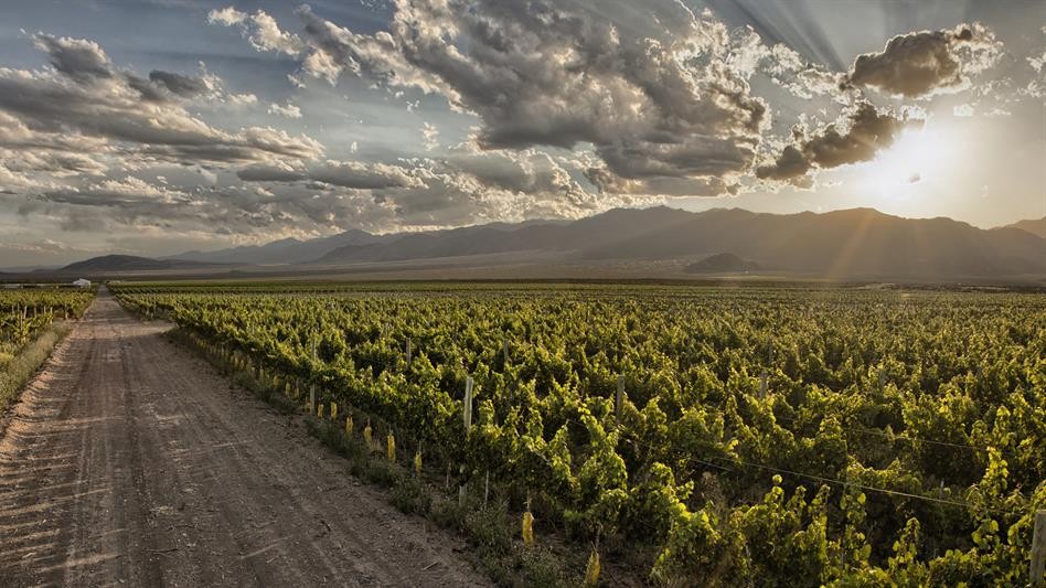 Los mejores vinos para acompañar un asado