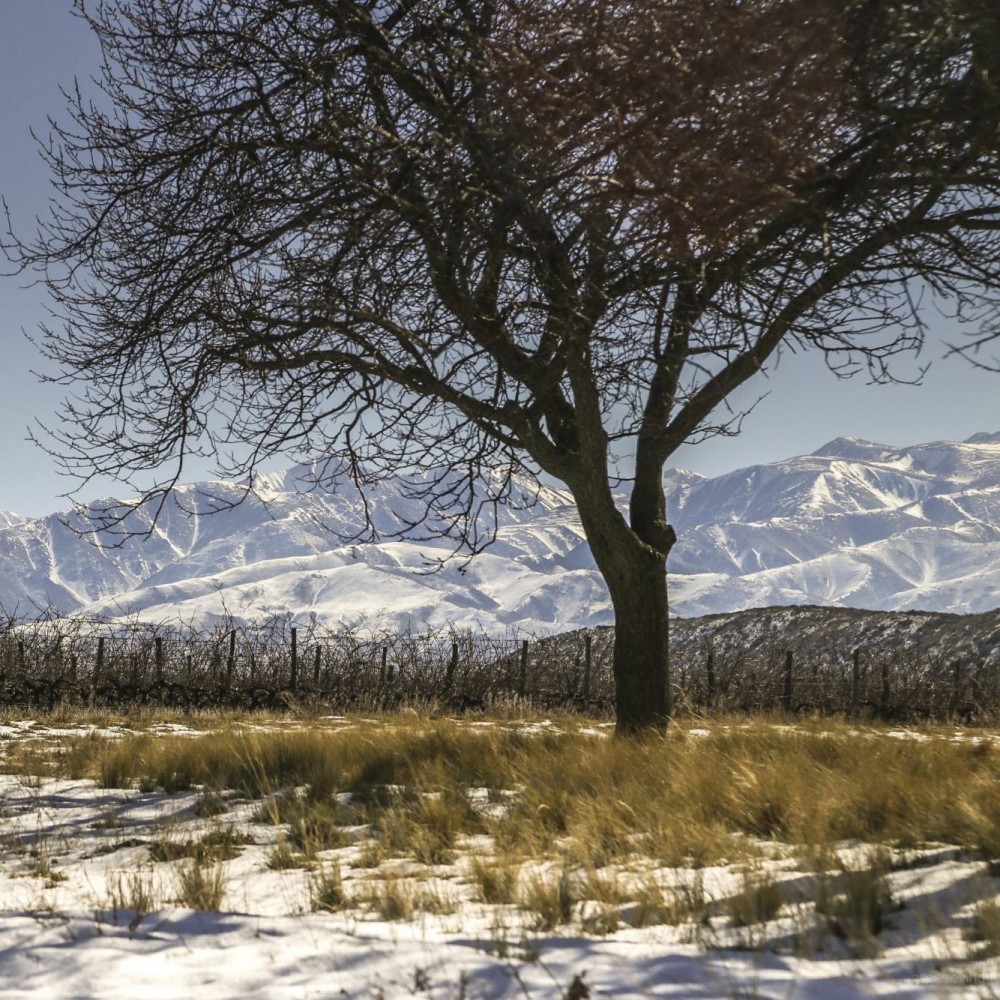 Vinos de Potrero