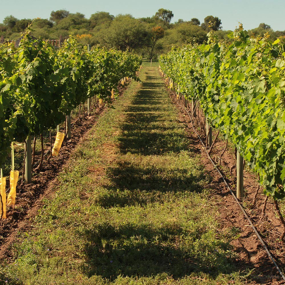 Finca La Matilde