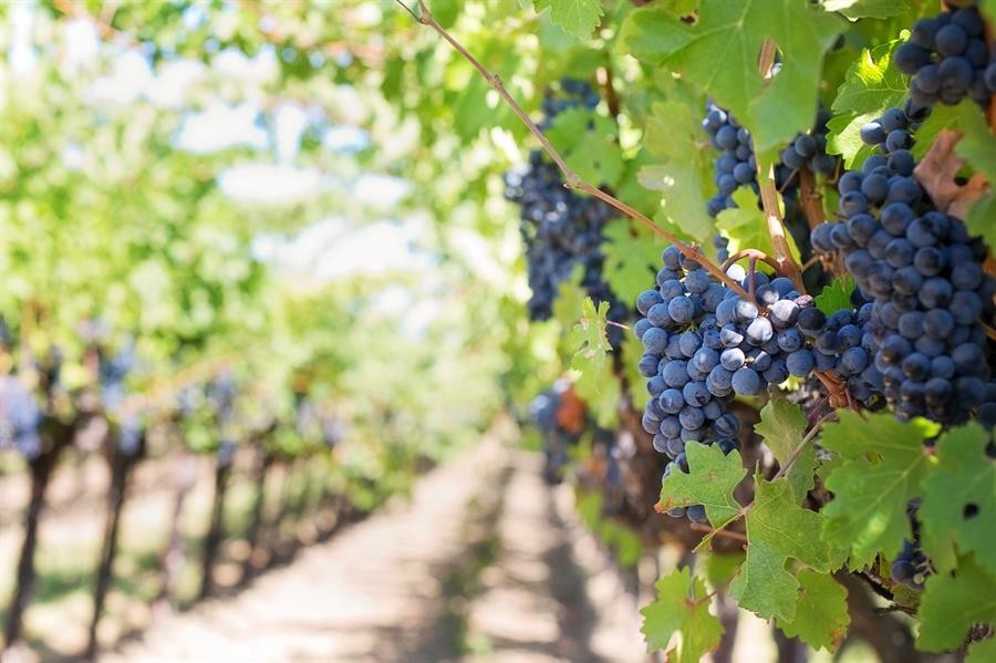 Conocé estos vinos de alta gama que vienen de San Rafael