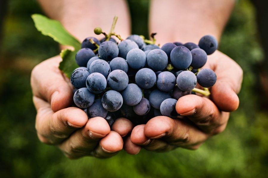 Vinos recomendados: Cabernet Franc recién lanzados que hay que probar