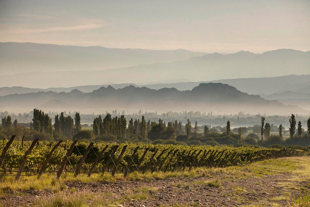 Los 25 vinos refrescantes ideales para el verano