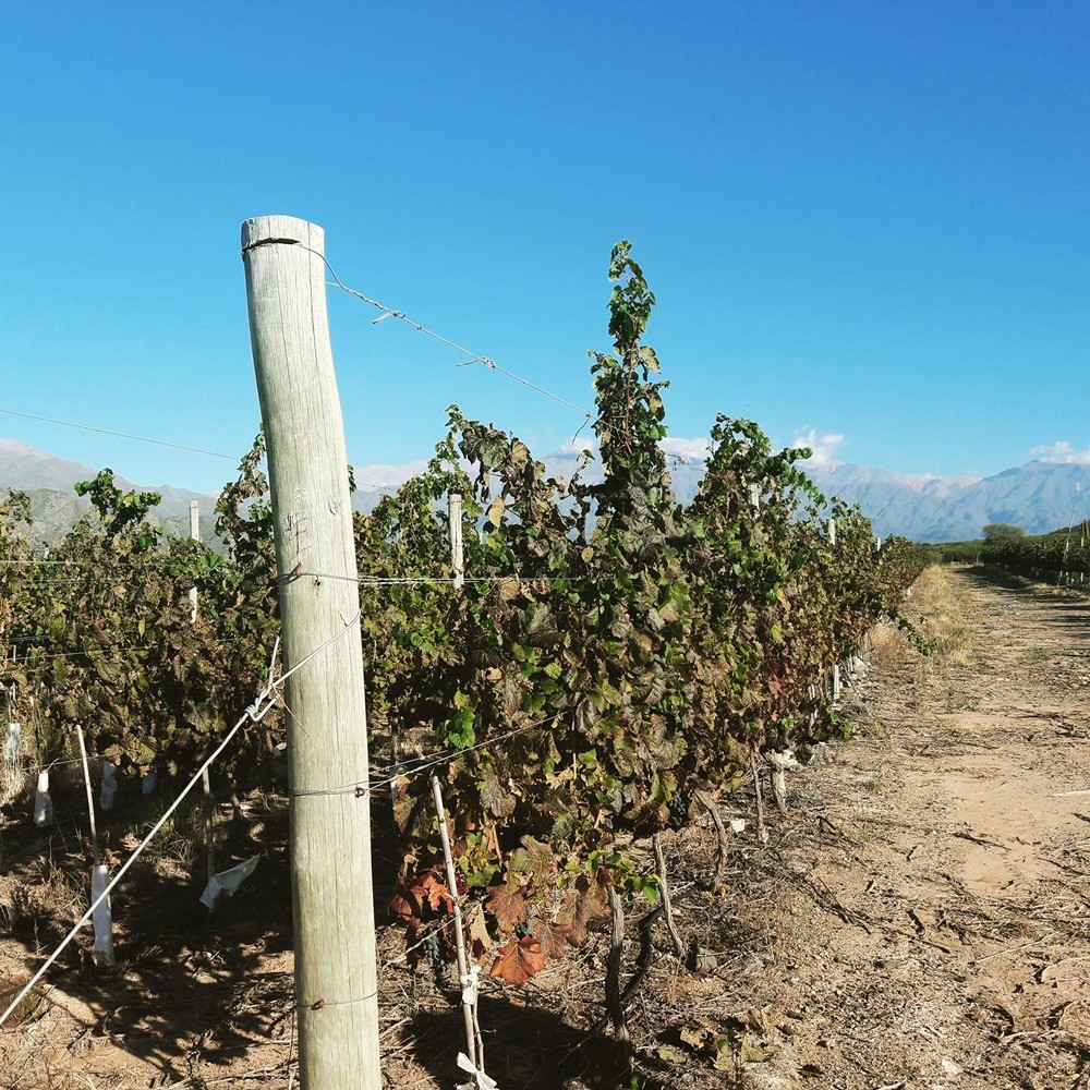 Javier Collovati Vineyards