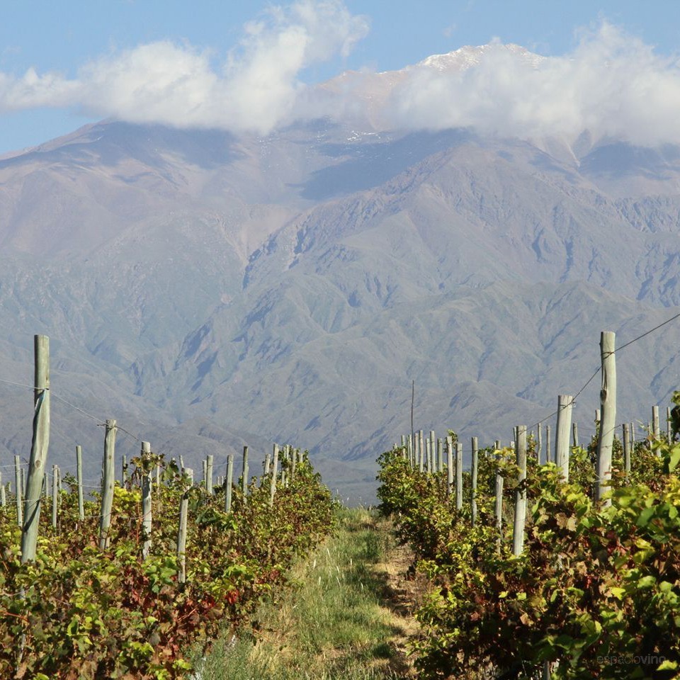 Javier Collovati Vineyards