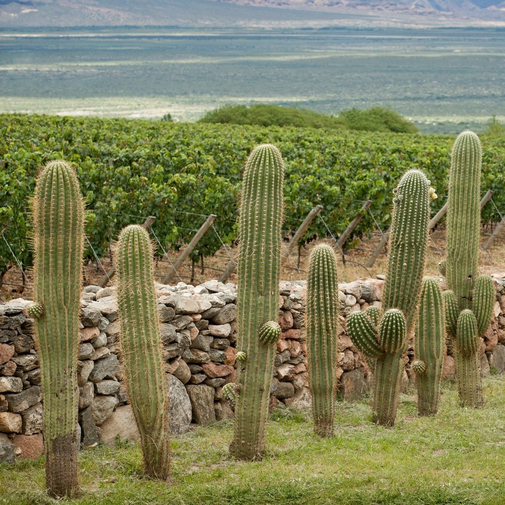 San Pedro de Yacochuya