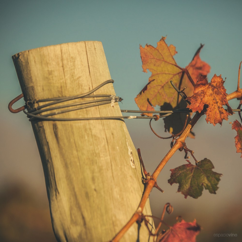 Marcelo Pelleriti Wines