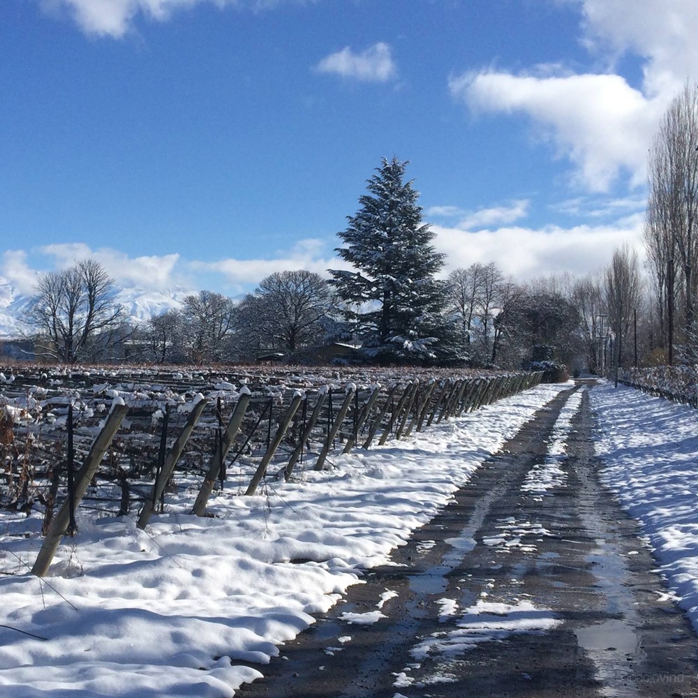 Gouguenheim Winery