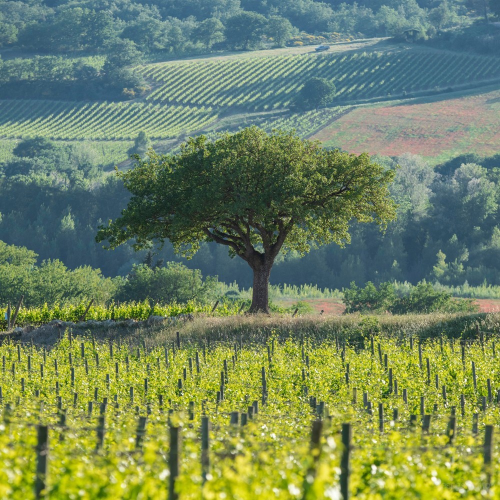 Antinori