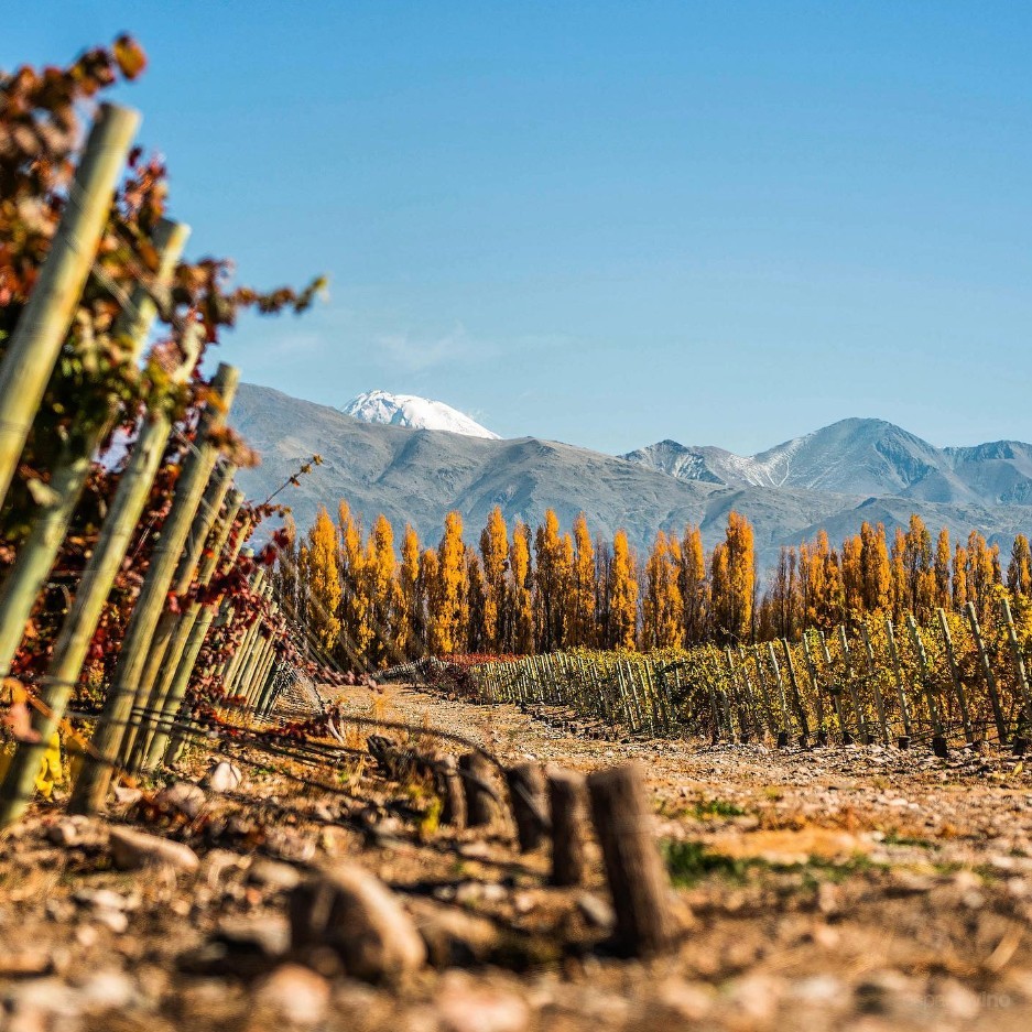 Cru de Montaña