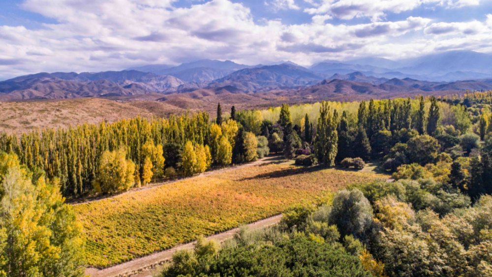 Hay 4 bodegas argentinas entre las 50 mejores del mundo: cuáles son