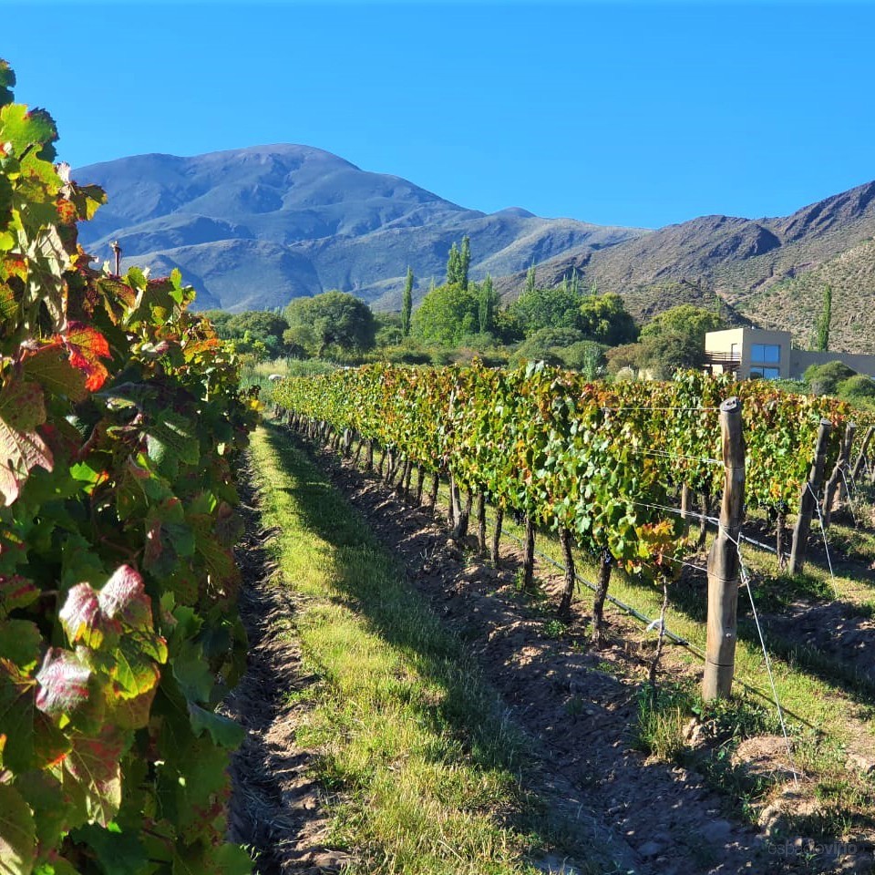 Vinos Adentro