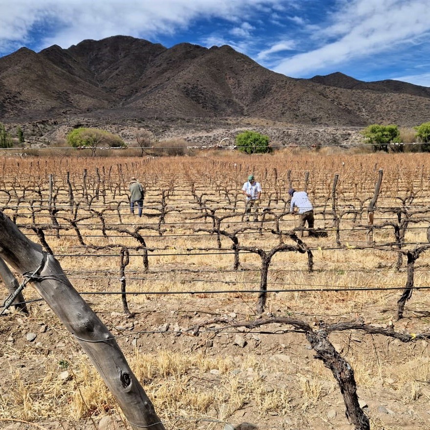 Vinos Adentro