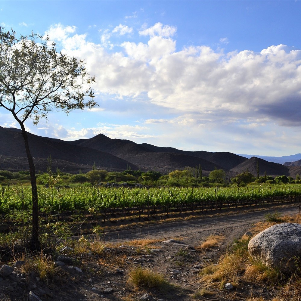 Vinos Adentro