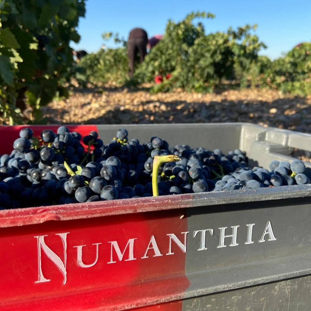 Numanthia