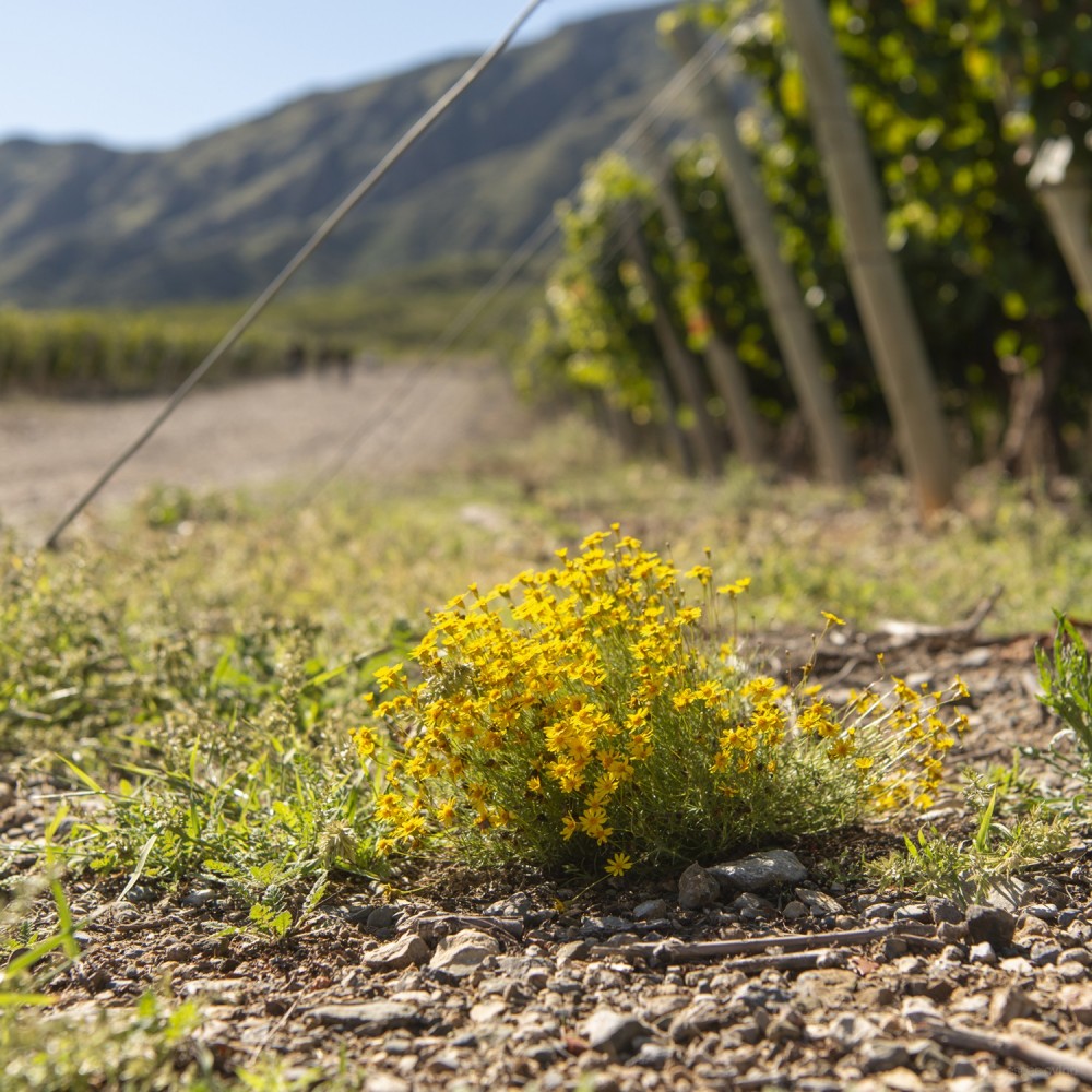 Pyros Wines